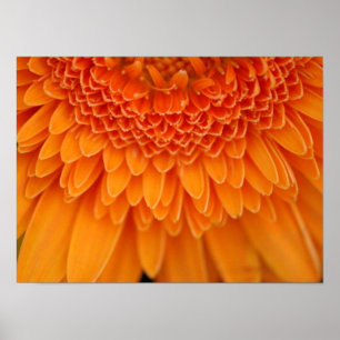 Flower Petals Poster