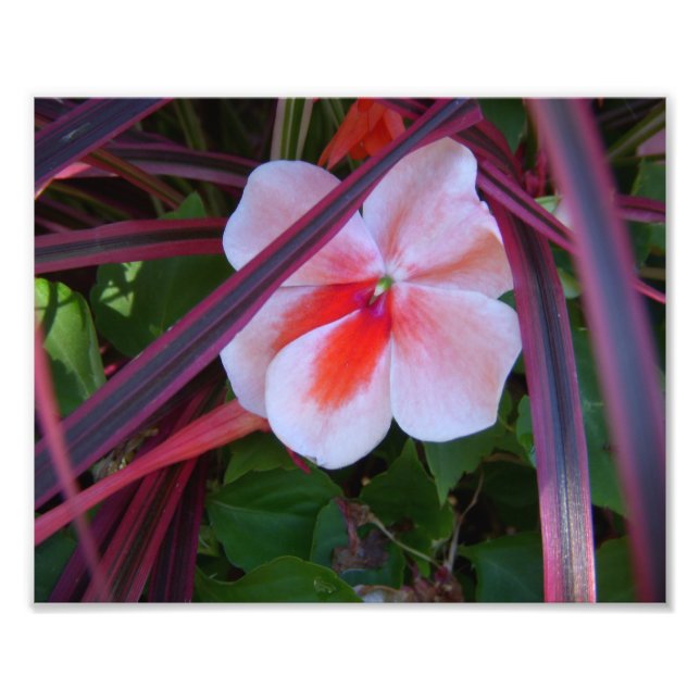 Flower Photo (Front)