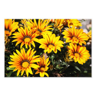 Flower Photo Print