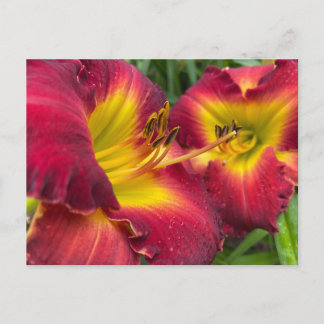 Flower Photography: Daylily "Dragon King" Postcard