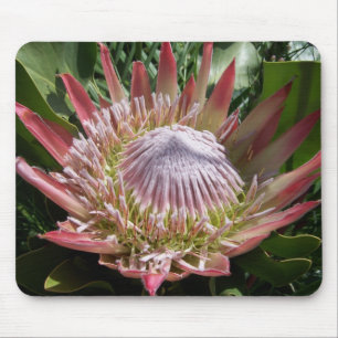Flower Photography King Protea  Mouse Pad