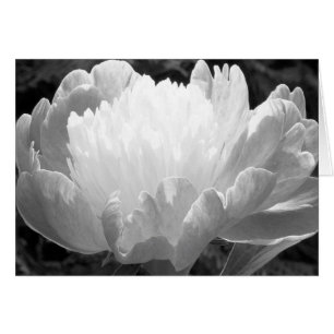 Flower Photography Peony Cards