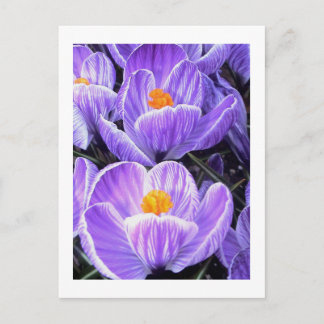 Flower Photography - "Purple Flower 05" Postcard
