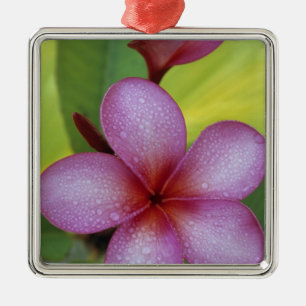 Flower, Plumeria sp.), South Pacific, Niue Metal Ornament