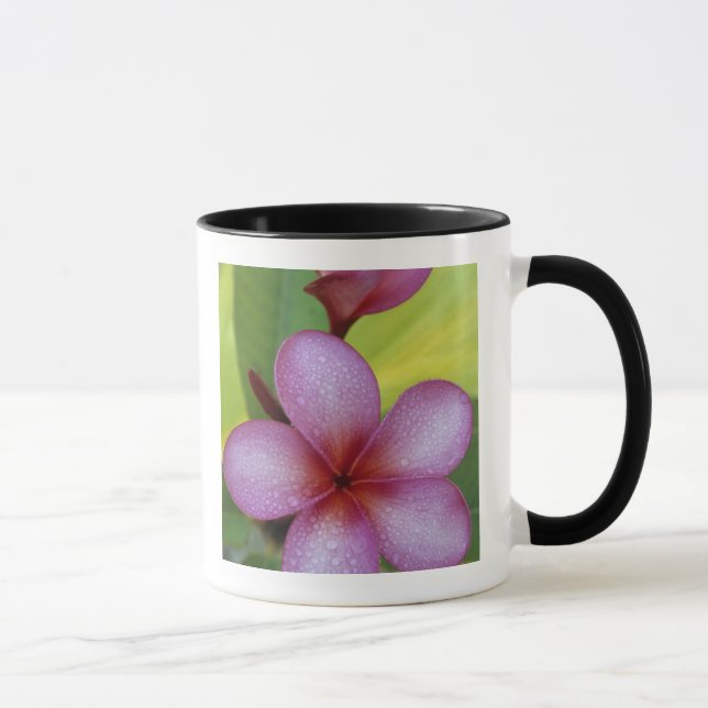 Flower, Plumeria sp.), South Pacific, Niue Mug (Right)