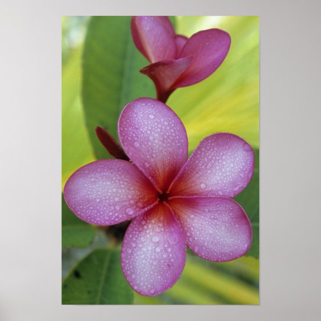 Flower, Plumeria sp.), South Pacific, Niue Poster (Front)