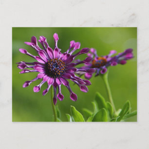 Flower Postcard
