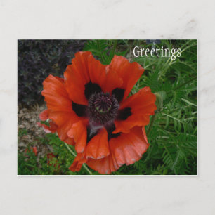 Flower postcard