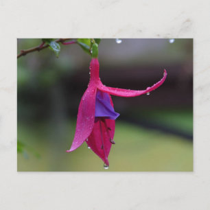 Flower Postcard