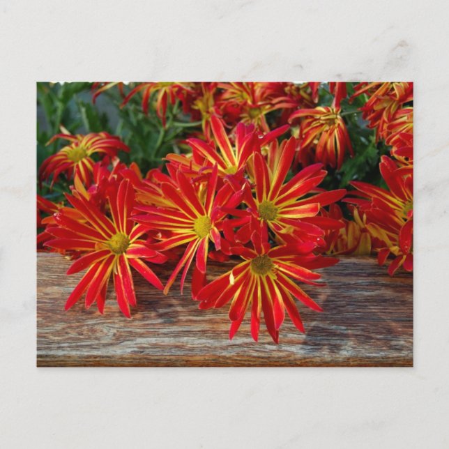 Flower Postcard (Front)