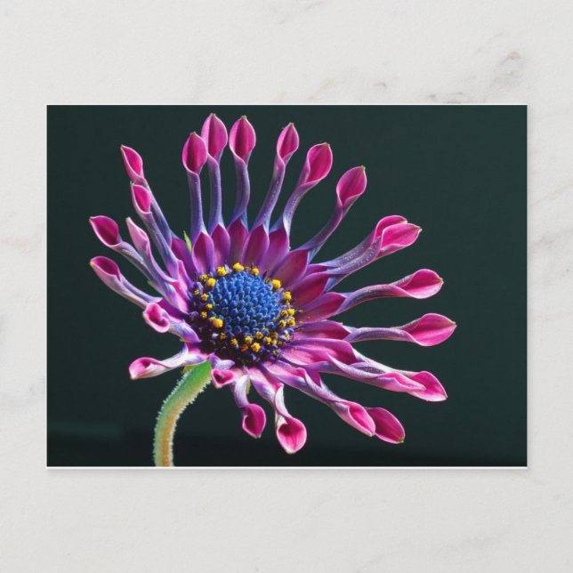 flower postcard (Front)