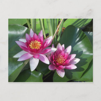 Flower Postcard