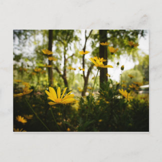 Flower Postcard_01 Postcard