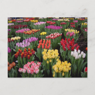 Flower postcard 71
