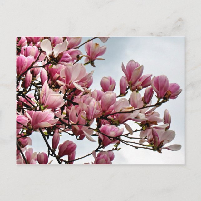 Flower postcard 79 (Front)