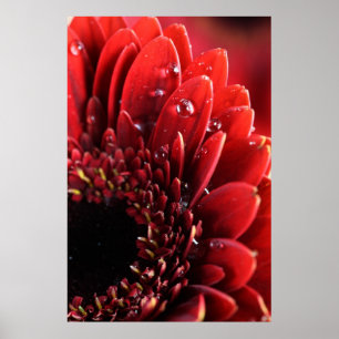 flower poster