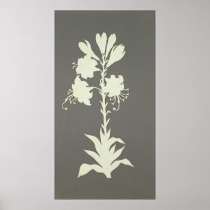 Flower Poster