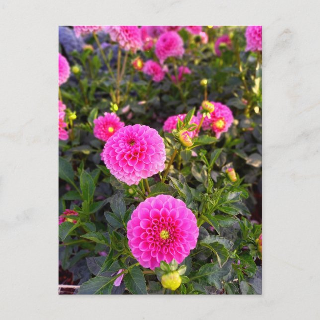 Flower Power - 12 Postcard (Front)