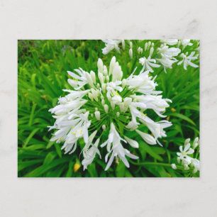 Flower Power - 6 Postcard