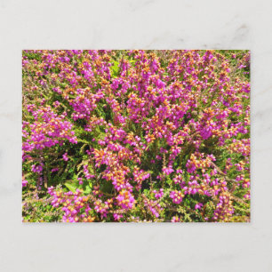 Flower Power - 8 Postcard