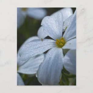 Flower Power Postcard