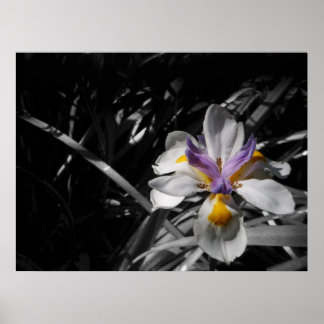 Flower - Purple Yellow White Poster