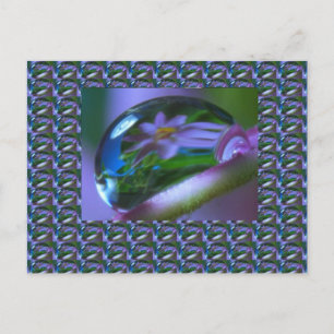 Flower REFLECTION on a DEW DROP .  lowprice GIFTS Postcard