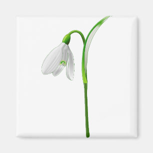 Flower Snowdrop Plant White Flower Magnet