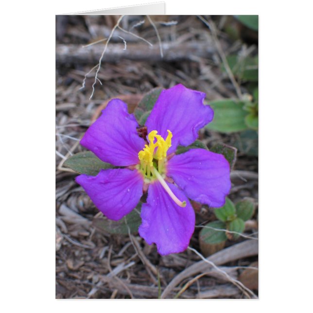 Flower Sri Lanka (Front)