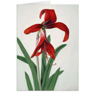 Flower Study,