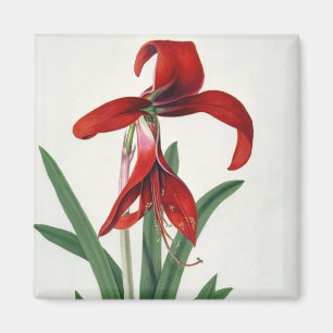 Flower Study, Magnet