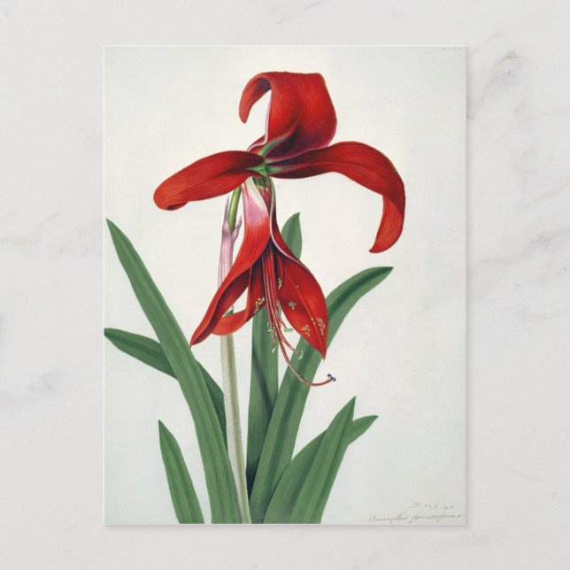 Flower Study, Postcard (Front)