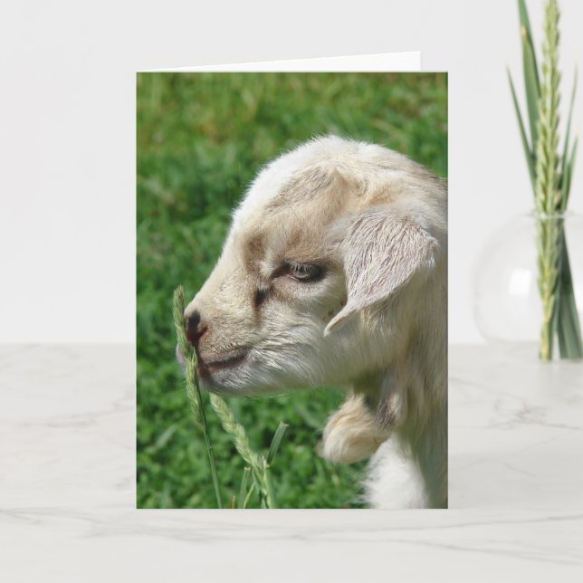 Flower the Goat Card (Front)