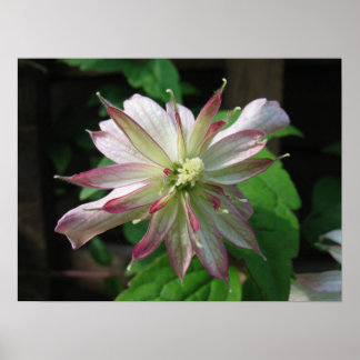 Flower Three Poster