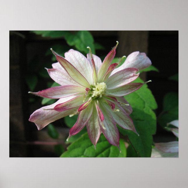 Flower Three Poster (Front)