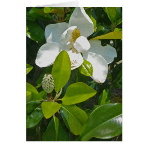Flower to Fruit