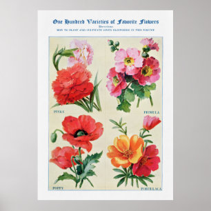 Flower Watercolor 3 Poster