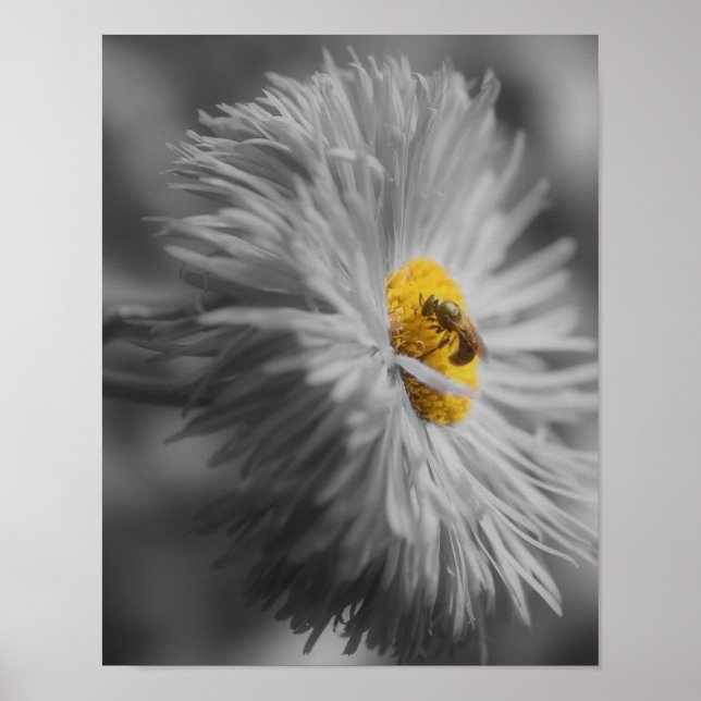 Flower With Bee Partial Colour Poster (Front)