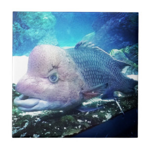 Flowerhorn Cichlid Fish Ceramic Tile