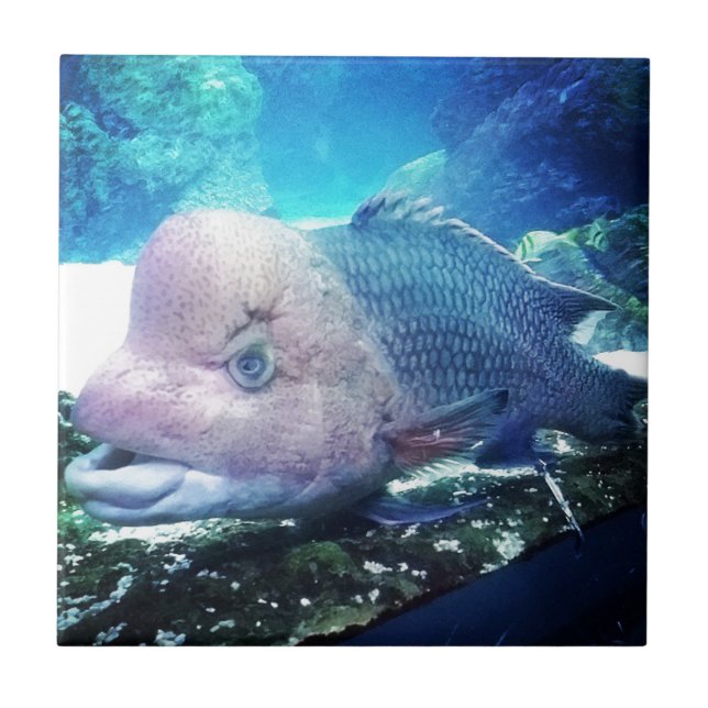 Flowerhorn Cichlid Fish Ceramic Tile (Front)