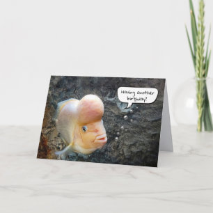 Flowerhorn Fish Birthday Humour     Card