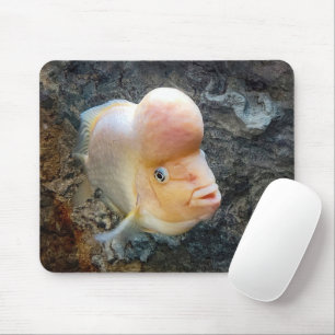 Flowerhorn Fish Mouse Pad