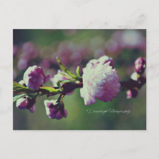 Flowering Almond Postcard