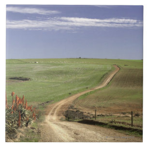 Flowering aloes near Caledon, Western Cape Tile