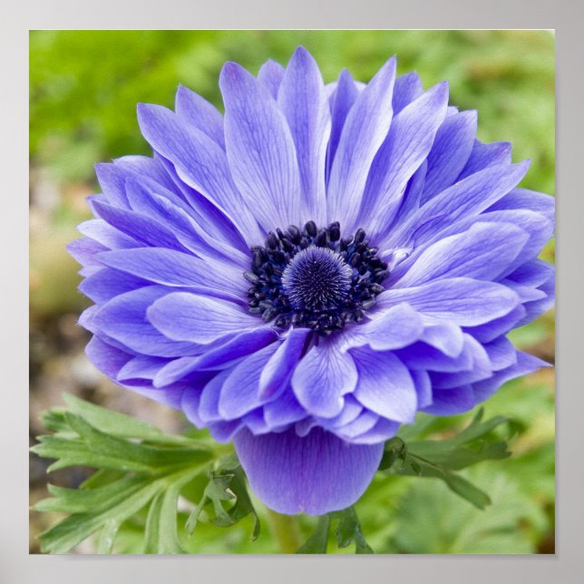 Flowering Aster Print (Front)