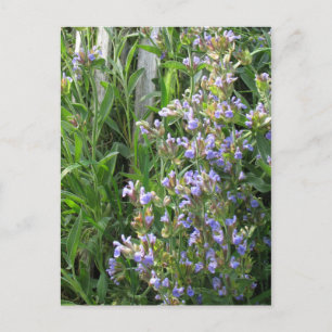 Flowering Blue Sage Blank Postcards