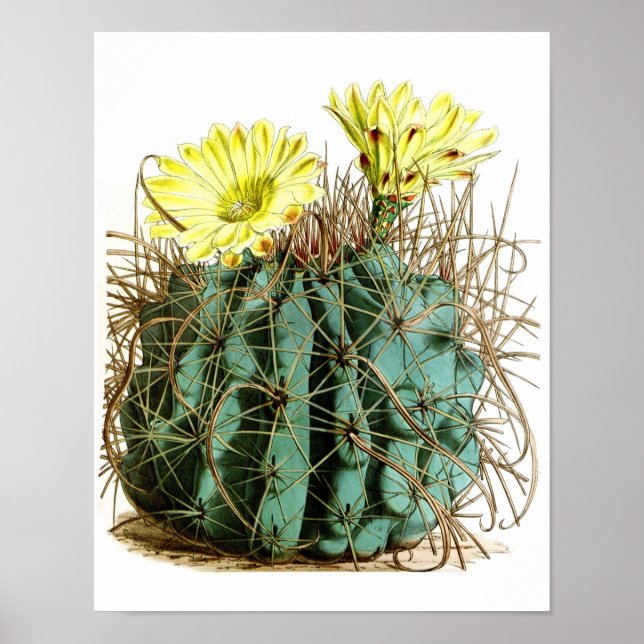 Flowering Cactus No5 Vintage Natural History Print (Front)