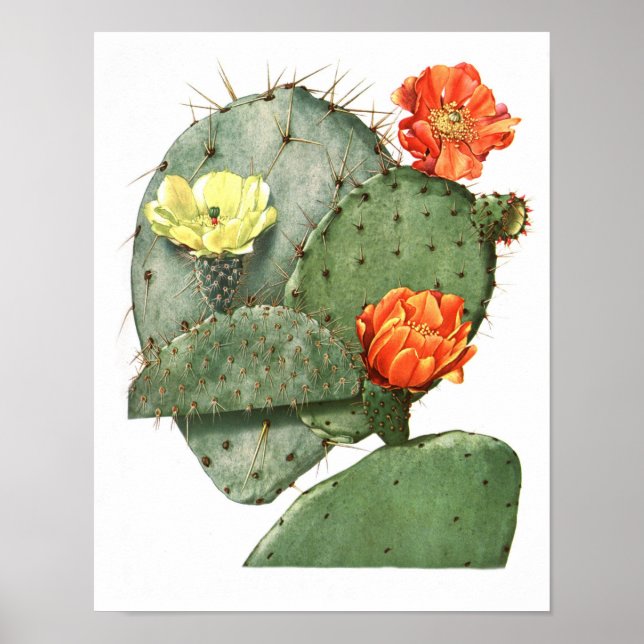 Flowering Cactus No9 Vintage Natural History Print (Front)
