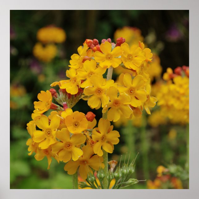 Flowering Candelabra Primula Poster (Front)