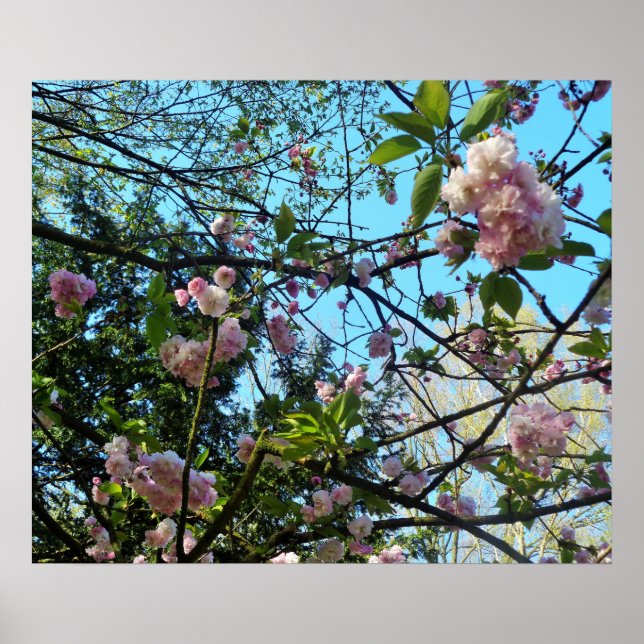 Flowering Cherry, Nature, Tree, Blossom, Poster (Front)